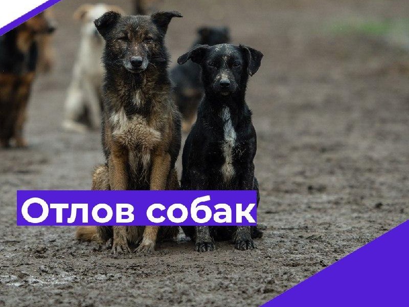 С 12. 08.2026 года до конца августа месяца в г. Щигры будет произведён плановый и внеплановый отлов безнадзорных животных.